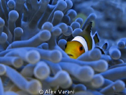 Blue bed
Shot with CANON G9 by Alex Varani 